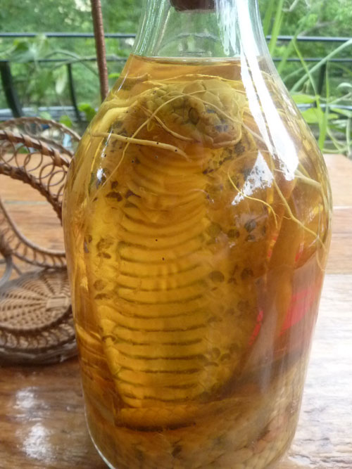 Vietnamese snake wine